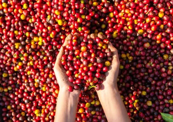 The F&B Industry in Vietnam: A Fast-Growing Market of Opportunities